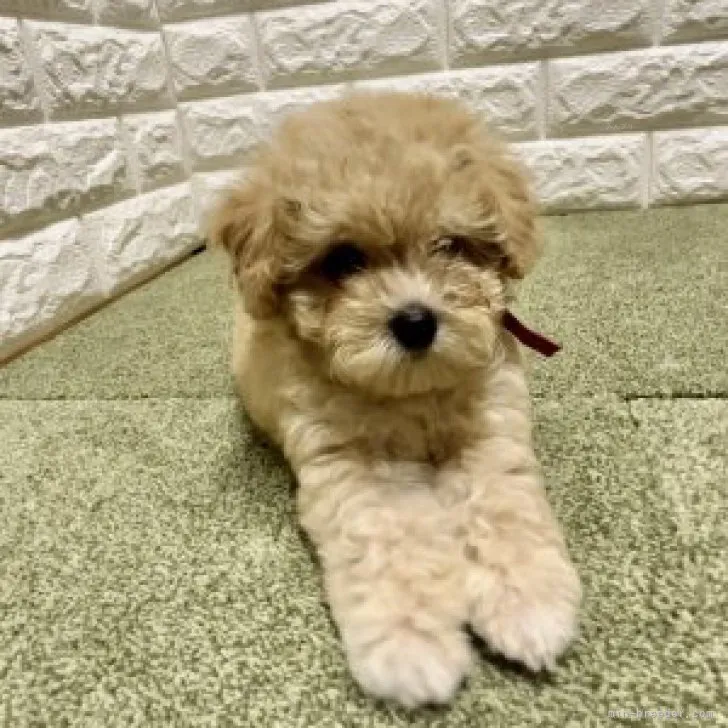 ID：2308-02629の子犬