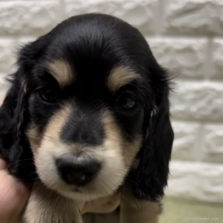 ID:2308-03948の子犬