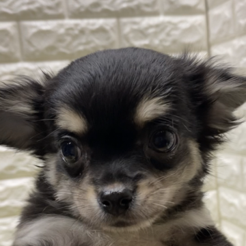 チワワ(ロング)【兵庫県・男の子・2023年11月6日・ブラック&タン】の写真「元気いっぱいで可愛い子です！」