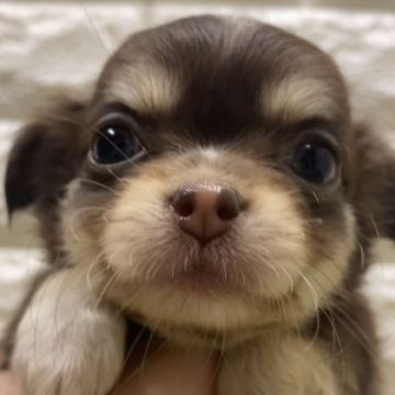 チワワ(ロング)【兵庫県・女の子・2023年11月5日・チョコレート、クリーム&タン】の写真「年末、年始セール価格！
お問い合わせはお早めに！」