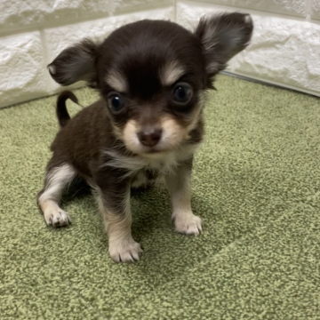 チワワ(ロング)【兵庫県・女の子・2024年3月19日・チョコレート、クリーム&タン】の写真「あと少しで掲載終了しますお問い合わせはお早めに！」