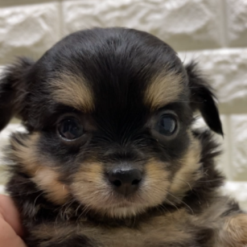 チワワ(ロング)【兵庫県・男の子・2023年11月6日・ブラック&タン】の写真「とても人懐っこいです。」