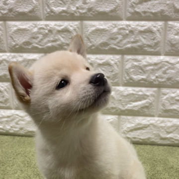 柴犬(豆柴)【兵庫県・男の子・2024年1月20日・白毛】の写真「豆柴サイズ予想の可愛い男の子です！」