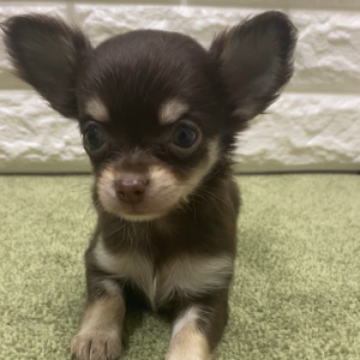 チワワ(ロング)【兵庫県・女の子・2023年8月28日・チョコレートクリーム&タン】の写真「小柄で可愛い女の子です！」