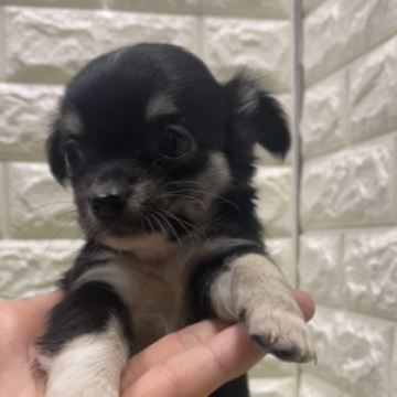 チワワ(ロング)【兵庫県・女の子・2023年8月28日・ブラッククリーム&タン】の写真「可愛いお顔の女の子です！」