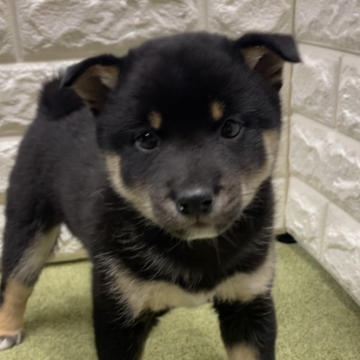 柴犬(豆柴)【兵庫県・女の子・2023年12月24日・黒】の写真「大人しくて可愛いです！」