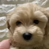 マルプー(マルチーズ×トイプードル)【兵庫県・男の子・2024年2月5日・アプリコット】の写真1
