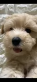 マルプー(マルチーズ×トイプードル)【兵庫県・男の子・2024年2月5日・アプリコット】の写真2