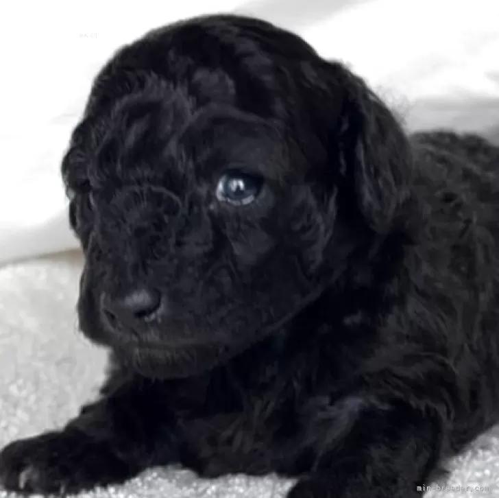 ティーカッププードル【静岡県・男の子・2025年10月5日・シルバー】の写真1