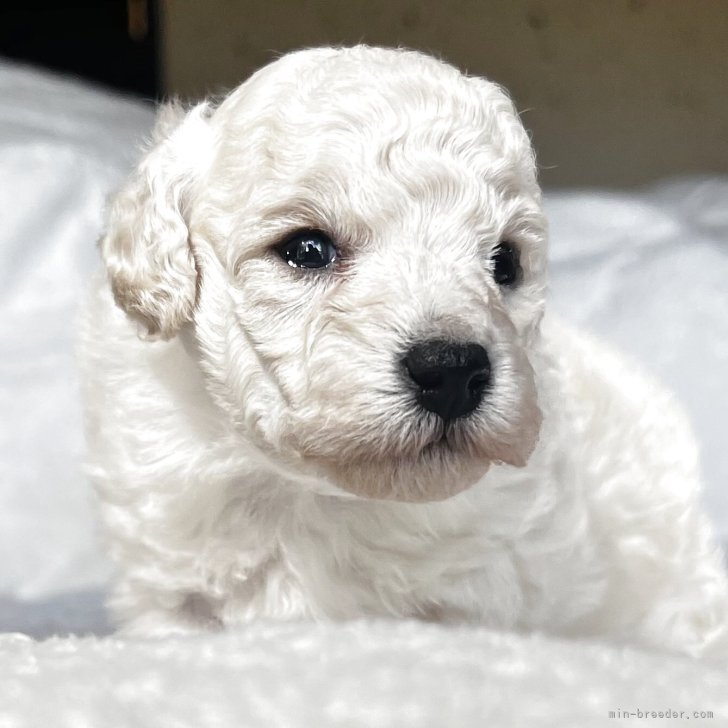 ブリーダー画像