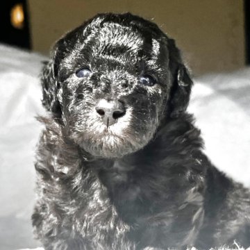 ティーカッププードル【静岡県・女の子・2025年10月5日・シルバー】の写真「綺麗な顔立ち、可愛さは癒し最高」