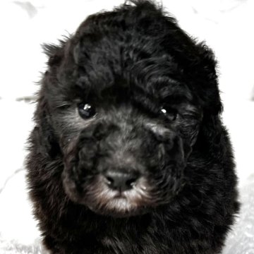 トイプードル(ティーカップ)【静岡県・男の子・2025年10月15日・シルバー】の写真「甘いマスクでこの可愛さは癒し最高」