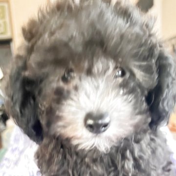トイプードル(ティーカップ)【静岡県・女の子・2025年10月5日・シルバー】の写真「綺麗な顔立ち癒し最高」