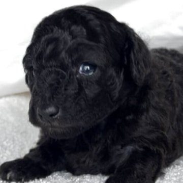 ティーカッププードル【静岡県・男の子・2025年10月5日・シルバー】の写真「血統優秀なこの可愛さは癒し最高」