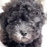 ティーカッププードル