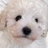 ティーカッププードル