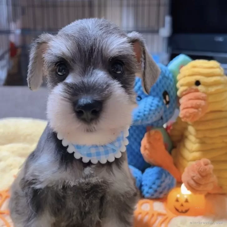 M.O 様のお迎えした子犬