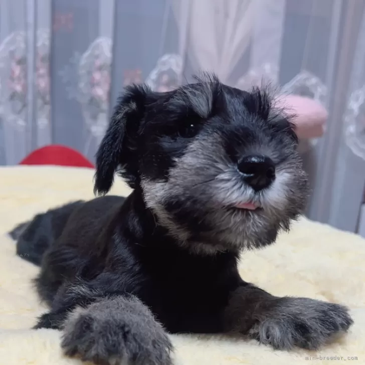 梅さん 様のお迎えした子犬