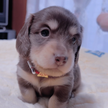 ミニチュアダックスフンド(ロング)【岐阜県・男の子・2024年9月25日・チョコイエロー】の写真「丸丸顔のお茶目な可愛い子💕💕💕」