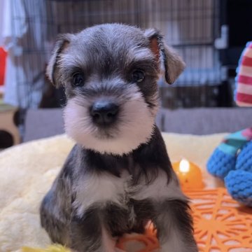 ミニチュアシュナウザー【岐阜県・女の子・2025年9月17日・ソルト&ペッパー】の写真「小さめ、目がキラキラ、めちゃ可愛い子💕💕💕」