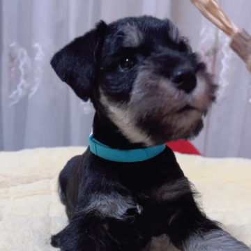 ミニチュアシュナウザー【岐阜県・男の子・2024年11月13日・ブラック&シルバー】の写真「大人しくて､めちゃ可愛い子💕💕💕」