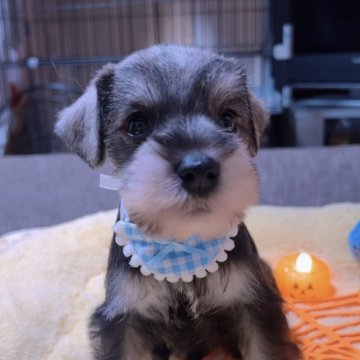 ミニチュアシュナウザー【岐阜県・男の子・2025年9月17日・ソルト&ペッパー】の写真「小さめ、大人しいまん丸な可愛い子💕💕💕」