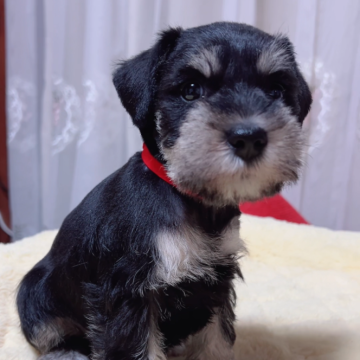 ミニチュアシュナウザー【岐阜県・女の子・2024年11月13日・ブラック&シルバー】の写真「まんまる､お茶目な可愛い子💕💕💕」