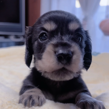 ミニチュアダックスフンド(ロング)【岐阜県・男の子・2024年9月25日・ブラックイエロー】の写真「丸丸顔のお茶目な可愛い子💕💕」