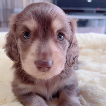 ミニチュアダックスフンド(ロング)【岐阜県・男の子・2025年3月8日・チョコイエロー】の写真「ぷよぷよ可愛い💕💕💕」