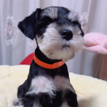 ミニチュアシュナウザー【岐阜県・女の子・2024年11月13日・ブラック&シルバー】の写真「色がしっかり､お茶目な可愛い女の子💕💕💕」