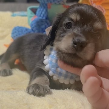ミニチュアダックスフンド(ロング)【岐阜県・女の子・2025年9月17日・ブラックイエロー】の写真「手のひらサイズの小ちゃな可愛い子💕💕」