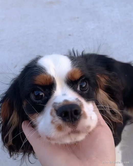 キャバリア【・男の子・2025年3月11日・トライカラー】