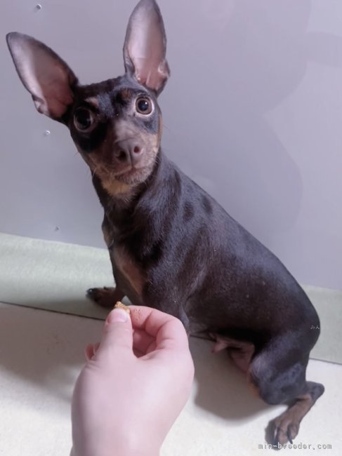 ミニチュアピンシャー【・女の子・2022年12月7日・チョコレート&amp;タン】