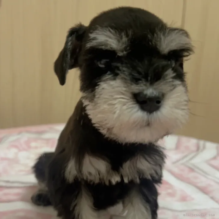 ID：2311-04245の子犬