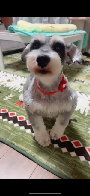 ミニチュアシュナウザー【・女の子・2022年5月25日・ブラック&amp;シルバー】