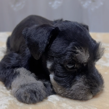 ミニチュアシュナウザー【岐阜県・女の子・2023年11月1日・ブラック&シルバー】の写真「お茶目で大人し可愛い女の子💕💕💕」