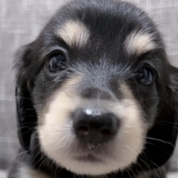 ミニチュアダックスフンド(ロング)【岐阜県・女の子・2023年7月5日・ブラックイエロー】の写真「めちゃ可愛く一目惚れしちゃう女の子💕」