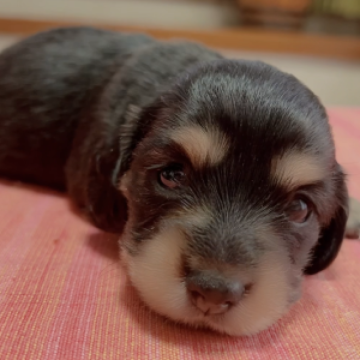 ミニチュアダックスフンド(ロング)【岐阜県・女の子・2023年9月20日・ブラックイエロー】の写真「まるまる、ぷよぷよ1番可愛い💕💕💕」