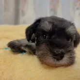 ミニチュアシュナウザー【岐阜県・女の子・2024年5月8日・ブラック&シルバー】の写真1