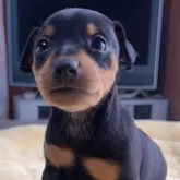 ミニチュアピンシャー【岐阜県・女の子・2024年1月31日・ブラック&タン】の写真1