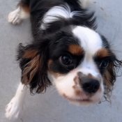 キャバリア【・男の子・2025年3月11日・トライカラー】