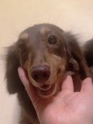 ミニチュアダックスフンド(ロング)【・女の子・2022年5月11日・チョウコイエロー】