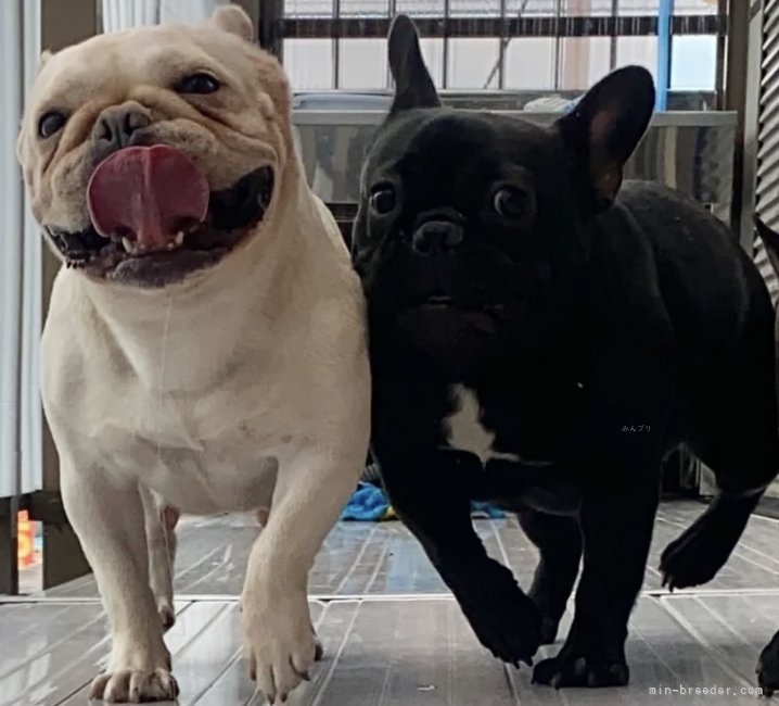 鎌田大介ブリーダー