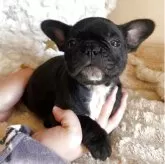 フレンチブルドッグ