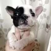 フレンチブルドッグ