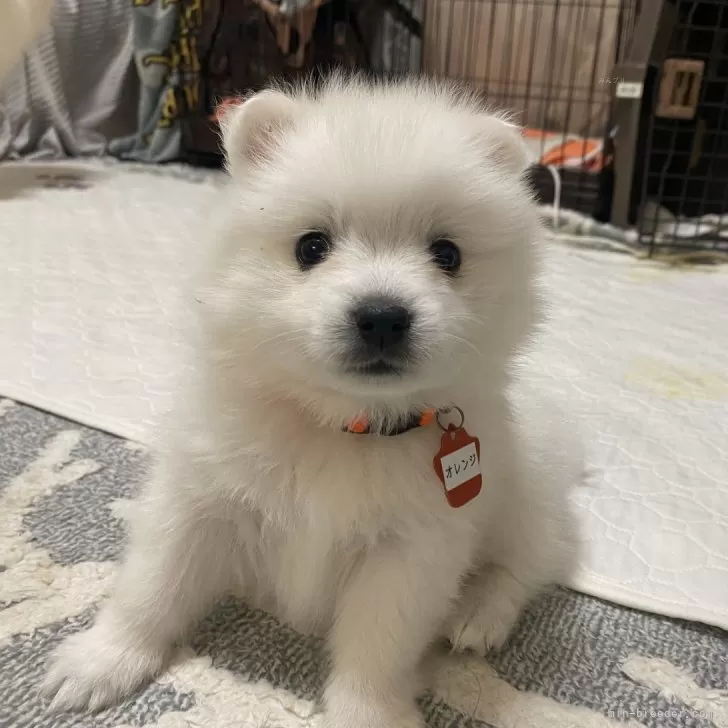 ID：2412-00189の子犬