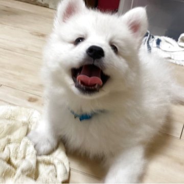 日本スピッツ【静岡県・男の子・2025年8月4日・ホワイト】の写真「可愛いです💕」