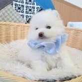 ポメラニアン【和歌山県・男の子・2025年11月8日・ホワイト】の写真5