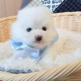 ポメラニアン【和歌山県・男の子・2025年11月8日・ホワイト】の写真6