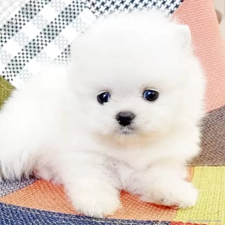 Y.O 様のお迎えした子犬